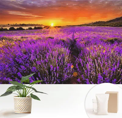 Obrázok produktu pre Samolepiaca fototapeta – 152 x 104 cm – tapeta – nástenná tapeta – nástenné obrazy – samolepiaca fólia – dekoratívna fólia – tapetová fólia – stena – dekorácia – obývacia izba – levanduľový západ slnka