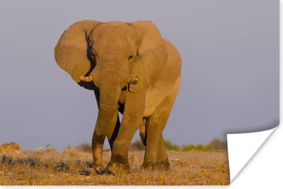 Produktbild von MuchoWow® Poster Afrikanischer Elefant im Sand 30x20 cm - Plakate - Print