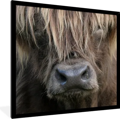 Produktbild von MuchoWow® Gerahmtes Poster Schottischer Highlander - Braun - Nase 40x40 cm - Poster mit Schwarzem Bilderrahmen Wandposter Rahmen Foto Bilder - Mit Rahmen - Wanddekoration Schlafzimmer