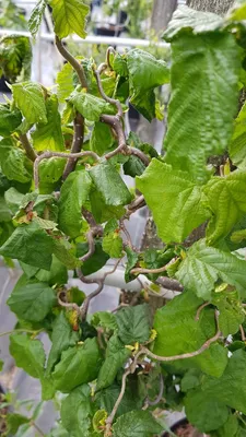 Image de Corylus avellana 'Contorta' / Noisetier tortueux vert