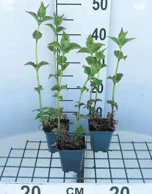 Produktbild von 6 x Monarda hybr. 'Cambridge Scarlet' - Indianernessel - Topf 9 x 9 cm