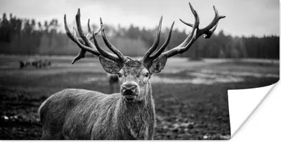 Produktbild von MuchoWow® Poster Tiere - Hirsch - Geweih - Schwarz und weiß - Natur 160x80 cm - Foto Poster