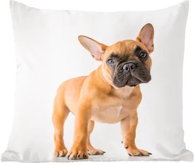 Produktbild von MuchoWow® Zierkissen Sofakissen Wohnzimmer Dekokissen 45x45 cm Französische Bulldogge - Braun - Weiß - Schlafpolster - Polster für das Sofa