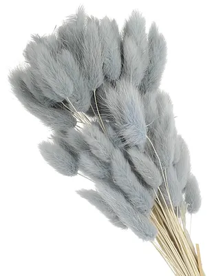 80 getrocknete Hasenschwanzgräser, 40 cm, blau, flauschig, Pampasgras-Deko