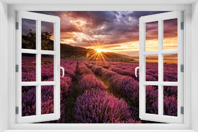 Produktbild von Wallario Poster mit Fenster-Illusion: Lavendelfeld bei Sonnenuntergang - Sonnenstrahlen, Größe: 100 x 150 cm