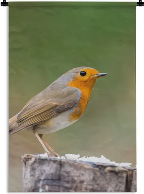 Produktbild von MuchoWow® Wandteppich Wandbehang Tiere - Vogel - Rotkehlchen 60x90 cm Tapisserie Dekoration Wandtuch - Foto-Teppich - Abwaschbar