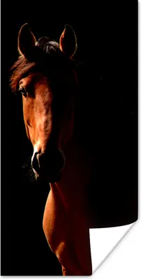 Produktbild von MuchoWow® Poster Pferd - Licht - Porträt 60x120 cm - Wandschmuck