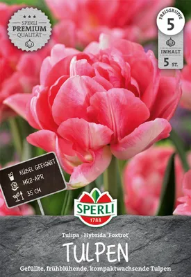 Produktbild von Tulpe Foxtrott (5 Stück) | Tulpenzwiebeln von Sperli