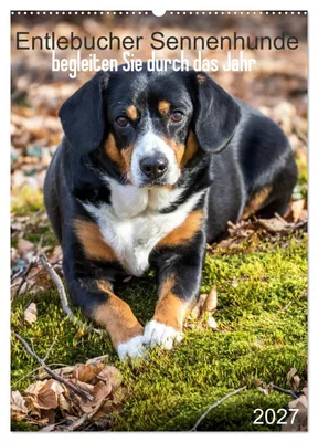 Produktbild von Entlebucher Sennenhunde begleiten Sie durch das Jahr (Wandkalender 2027 DIN A2 hoch), CALVENDO Monatskalender