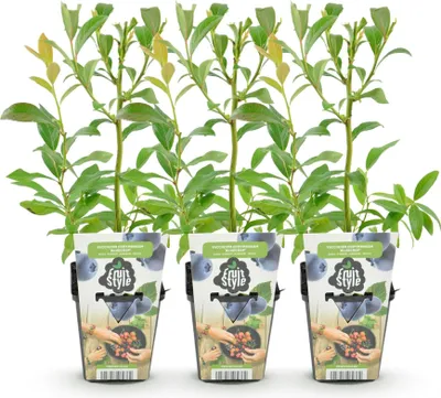 Produktbild von GreenboutiQ - Obstpflanzen - Blaubeere - Vaccinium corymbossum Bluecrop - Winterhart - 3 Pflanzen - Topf 9 cm - Blaubeere