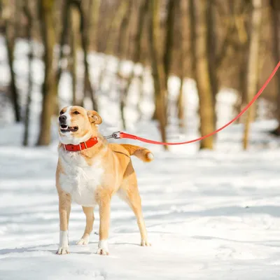 Produktbild von Treklinie für Hunde - Wasserdichte und langlebige Trainingsleine von 3 bis 20 Metern mit Handschlaufe