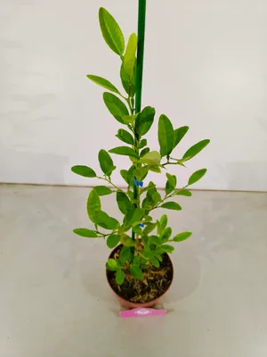 Produktbild von Citrus macrophylla, Alemow, 2 Liter Topf