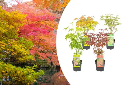 Produktbild von Bloomique - Mischung aus 4 Japanischen Ahornbäumen - Winterharte Pflanzen - Gartenpflanzen Winterhart - Höhe 20-30 cm - Topf 10,5 cm