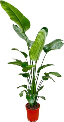 Produktbild von Trendyplants - Strelitzia Nicolai - Paradiesvogelblume - Zimmerpflanze - Höhe 190-210 cm - Topfgröße Ø27cm