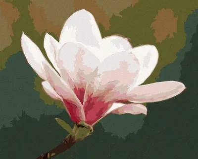 Produktbild von Zuty - Malen nach Zahlen - WEISSE MAGNOLIE, 40x50 cm, ohne Keilrahmen