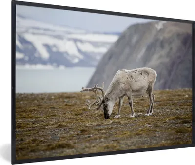 Produktbild von MuchoWow® Gerahmtes Poster Ein weißes Rentier auf einem Feld 90x60 cm - Poster mit Schwarzem Bilderrahmen Wandposter Rahmen Foto Bilder - Fotorahmen - Foto-Plakat