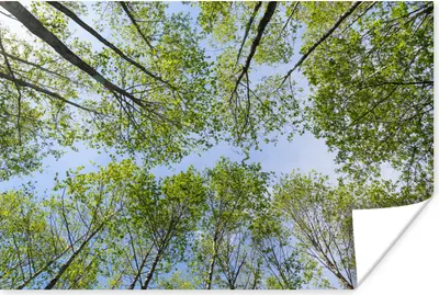 Produktbild von MuchoWow® Poster Sommer - Bäume - Himmel 30x20 cm - Plakate - Print