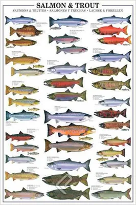 Produktbild von Educational Salmon and Trout - Forellen und Lachse Bildung Lernposter Druck