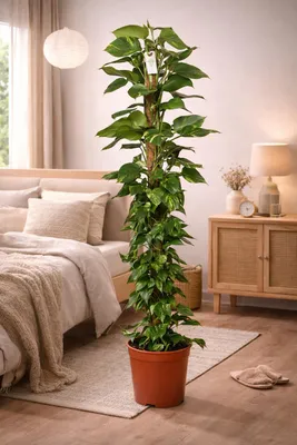 Produktbild von Epipremnum Aureum Efeutute am Moosstab 160cm – Zimmerpflanze, Rankpflanze, Hängepflanze, pflegeleicht im Topf Ø27cm