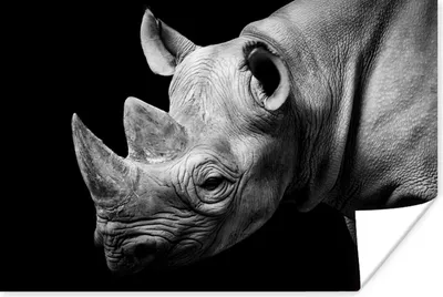 Produktbild von MuchoWow® Poster Tiere - Nashorn - Schwarz - Weiß - Porträt 180x120 cm - Fotoplakat