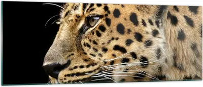Produktbild von Bilder auf glas - Tiere Leopard wilde Katze wilde Tiere - 140x50cm - Glasbilder - Wandbilder - Kunstdruck - Wanddekoration aus Glas - Glas Bilder - Wandbild auf Glas - GAB140x50-0433