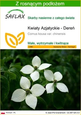 Zdjęcie produktu dla SAFLAX - Kwiaty Azjatyckie - Dereń - 30 Nasiona - Z podłożem uprawowym wolnym od zarazków - Cornus kousa var. chinensis