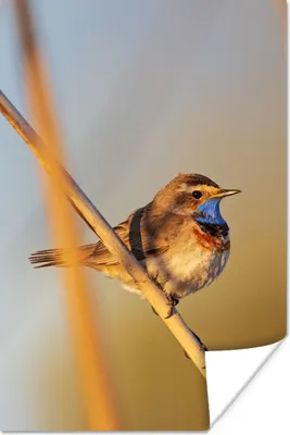 Produktbild von MuchoWow® Poster Vögel - Blaukehlchen - Schilf 80x120 cm - Papierdruck