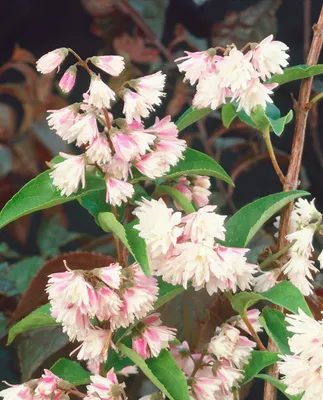 Produktbild von Deutzia scabra 'Codsall Pink', Maiblumenstrauch, rosa, 80–100 cm