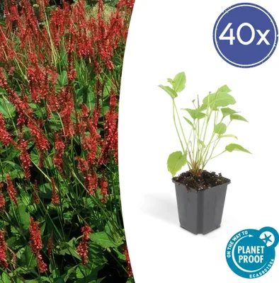 Produktbild von Trendyplants - Persicaria amplexicaulis - 40 Pflanzen - Knöterich - Winterhart - Höhe 20-30 cm - Topfgröße Ø9cm