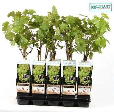 Zdjęcie produktu dla Vitis vinifera 'Lakemont' - Winogrono Lakemont | 50-60 cm w doniczce