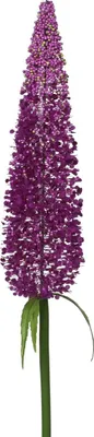Produktbild von EVERLANDS Schmetterlingsflieder Violett Ø 7 cm 79 cm - Kunstblumen
