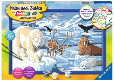 Obrázek produktu pro Ravensburger Tiere der Arktis, 1 str., Obrazy v balení, Chlapec/děvče, Sada vybarvování podle čísel