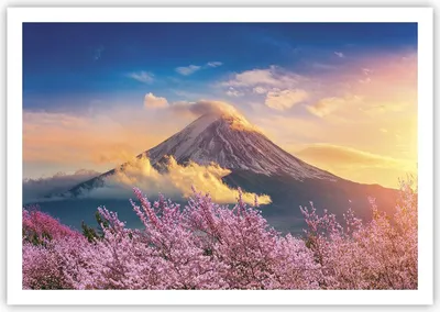 Produktbild von Poster - Poster ohne Rahmen - Fuji Blume Kirsche - 100x70 cm - Wand Bild - Wanddeko - Wandbilder - Kunstposter - Wandposter - Bilder - Kunstdruck - Wanddekoration - Wandbild - P2XAA100x70-4490
