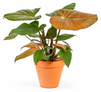 Produktbild von Gardners Philodendron Summer Glory, Durchmesser 14 cm