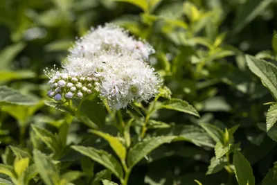 Produktbild von Spiraea japonica 'Albiflora', Japanische Spiere, weiß, 15–20 cm