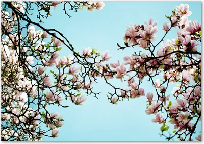 Produktbild von Tulup® Glas-Bild - 100 x 70 - Wandbild aus Glas - Wandkunst - Wandbild hinter gehärtetem Sicherheitsglas - Blumen & Pflanzen - Magnolie Blumen - Blau