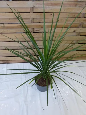 Produktbild von [Palmenlager] Cordyline australis 100 cm - Pot 17 cm Ø - Berg-Keulenlilie - Dracaena indivisa