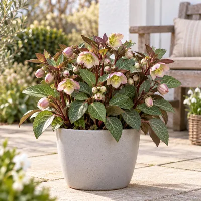 Image de Helleborus lividus 'Pink' – Hélélombre lividule 'Rose', plante vivace persistante pour terrasse et pots – 15–20 cm (y compris le pot)