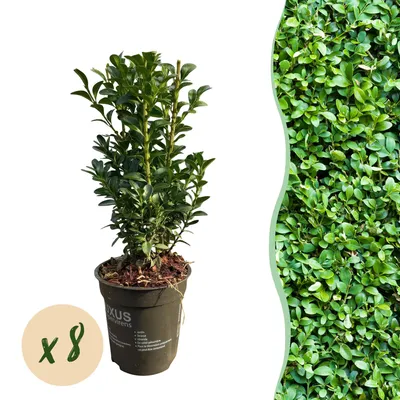Image de Green boutiQ - Plantes de haie - Buxus sempervirens -  feuillage vert - 8 plants - 1 mètre linéaire - à feuillage persistant - pot de 9 cm, hauteur 20-25 cm