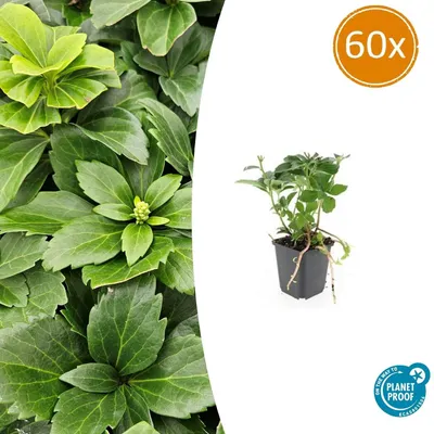 Produktbild von Bodendecker - Schattengrün - Dickmännchen - Pachysandra terminalis - 9cm Topf - Set mit 60 Pflanzen