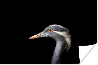 Produktbild von MuchoWow® Poster Vogel - Tiere - Porträt 60x40 cm
