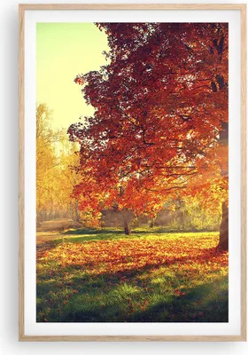 Produktbild von Gerahmtes Poster - Rahmen in heller Eiche - Park Herbst Baum - 61x91,5 cm - Wand Bild - Wanddeko - Wandbilder - Kunstposter - Wandposter - Bilderrahmen - Bilder - Kunstdruck - Wandbild P2NPA61x91-3654