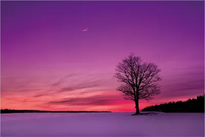 Produktbild von Wallario Poster - Mond und Baum am Abend bei Schnee, Kunstdruck Größe: 61 x 91,50 cm