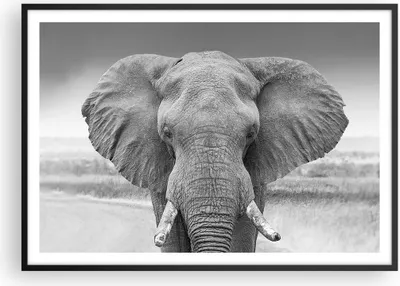 Produktbild von Gerahmtes Poster - Schwarzer Rahmen - Elefant Afrika Tier - 100x70 cm - Wand Bild - Wanddeko - Wandbilder - Kunstposter - Wandposter - Bilderrahmen - Bilder - Kunstdruck - P2BAA100x70-5072