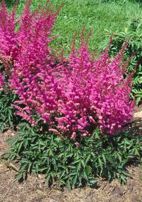 Produktbild von Astilbe chinensis 'Veronica Klose', Prachtspiere, rosa, ca. 9x9 cm Topf