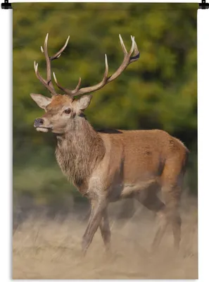 Produktbild von MuchoWow® Wandteppich Wandbehang Tiere - Hirsche - Geweihe - Waldtiere - Natur 60x90 cm Tapisserie Dekoration Wandtuch - Foto-Teppich - Abwaschbar