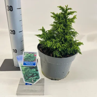 Zdjęcie produktu dla Cryptomeria j. „Yokohama” – karłowata sekwoja | 20–25 cm w doniczce