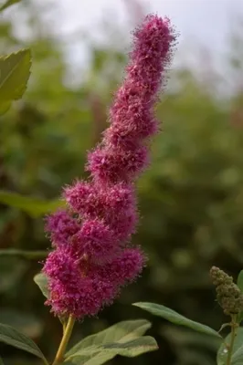 Produktbild von Rosa Kolbenspiere Triumphans - Spiraea billardii Triumphans - 60-100