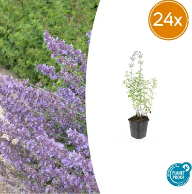 Produktbild von Nepeta 'Walker's Low' - Bodendecker - Winterhart - Pflegeleicht - Bienenfreundlich - Für sonnige Standorte - 24 Pflanzen - Höhe 10-25 cm - Ø 9 cm