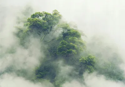 Produktbild von Vlies Fototapete Wald Nebel Dschungel Regenwald Natur (416x254 cm - inkl. Kleister) Wohnzimmer Schlafzimmer Flur Vliestapete Wandtapete Modern Tapete UV-Beständig Montagefertig